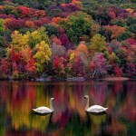 jmw-110509-newslettter-fall-image-with-swans